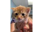 Adopt Queso a Domestic Short Hair