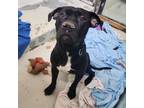 Adopt Tinker Toy a American Staffordshire Terrier