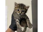 Adopt Bernie / 01027 a Domestic Medium Hair