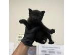 Adopt Alfie / 01028 a Domestic Medium Hair