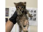 Adopt Conner / 01029 a Domestic Medium Hair