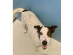 Adopt Auggie Bowow, MD 58419 a Australian Cattle Dog / Blue Heeler