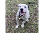 Adopt Snoopy a Pit Bull Terrier, Labrador Retriever