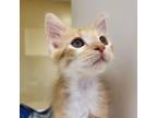 Adopt Jason a Domestic Medium Hair