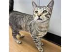 Adopt Walter a Domestic Short Hair
