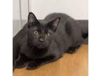 Adopt Huckleberry a Domestic Short Hair