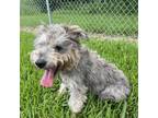 Adopt Benji a Schnauzer