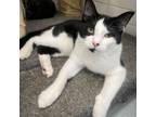 Adopt Comet a Domestic Short Hair
