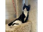 Adopt Joe a Domestic Medium Hair