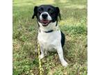 Adopt Franky Beans a Dachshund