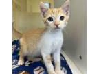 Adopt Freddy-K a Domestic Medium Hair