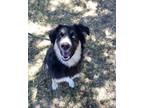 Adopt Braxton a German Shepherd Dog, Mixed Breed