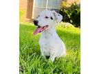 Adopt Zeke a Australian Cattle Dog / Blue Heeler