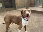 Adopt OTHELLO a American Staffordshire Terrier, Mixed Breed
