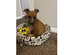 Adopt OLLIE a Pit Bull Terrier, Mixed Breed