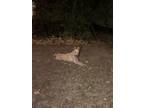 Adopt 56568768 a Husky, Mixed Breed