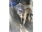 Adopt 56572042 a Pit Bull Terrier, Mixed Breed