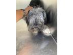 Adopt 56573553 a Shih Tzu, Mixed Breed
