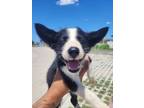 Adopt Aragorn a Husky, Mixed Breed