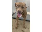 Adopt Teddy a American Staffordshire Terrier, Mixed Breed