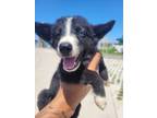 Adopt Boromir a Husky, Mixed Breed