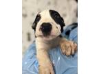 Adopt Boat a American Staffordshire Terrier, Mixed Breed