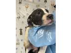 Adopt Paddle Board a American Staffordshire Terrier, Mixed Breed