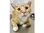 Adopt Wonky a Domestic Short Hair