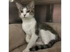 Adopt Marble a Domestic Short Hair