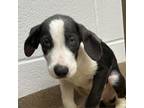 Adopt Ash a Hound