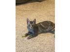Adopt Tamale (Cray Cray) a Domestic Short Hair