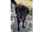 Adopt Big Philly a Labrador Retriever