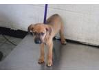 Adopt Mango a Shepherd, Mixed Breed