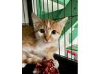 Adopt Ammirati a Domestic Short Hair