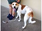 Adopt Flipflop a Great Pyrenees, Hound