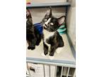 Adopt Paul a Domestic Short Hair
