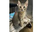 Adopt Siberia a Domestic Short Hair