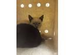 Adopt Folio a Domestic Short Hair
