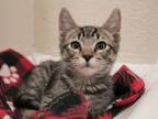 Adopt Zinnia a Domestic Short Hair