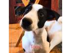 Adopt Tony a Border Collie