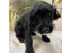 Adopt Pongo a Golden Retriever, Dalmatian