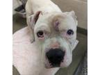 Adopt 20643 a Boxer