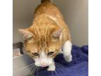 Adopt Grits a Domestic Short Hair