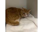 Adopt 20678 a Domestic Short Hair