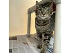 Adopt Jay a Domestic Short Hair