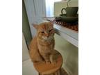Adopt Cloud a Domestic Medium Hair, Domestic Short Hair