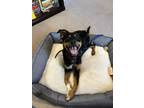 Adopt Rocky a Rottweiler, Australian Cattle Dog / Blue Heeler