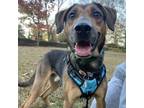 Adopt Rocky a Shepherd, Chocolate Labrador Retriever