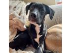 Adopt Scout a Black Labrador Retriever
