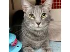Adopt Blu Llanos a Domestic Short Hair